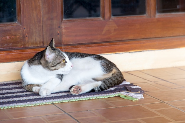 Le chat se détendre sur le sol, chat brun et chat blanc