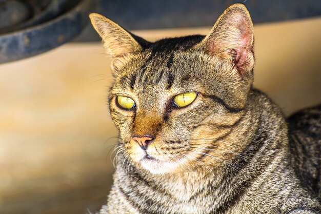 Le chat se détendre sur le sol sous la voiture