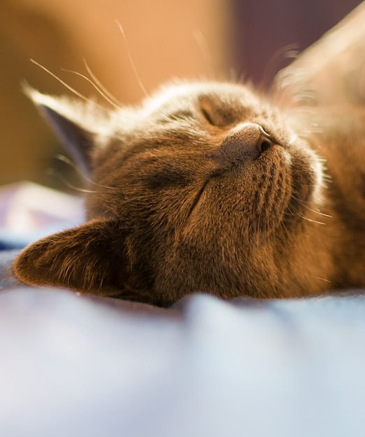 Le chat se dore dans le lit.