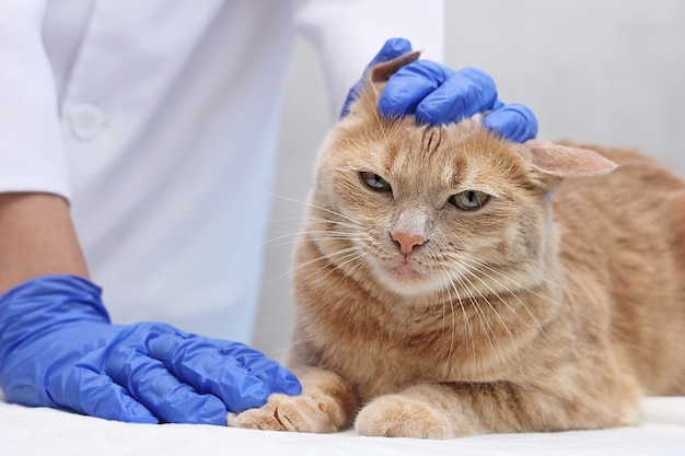 Chat se faisant examiner l'oreille par le vétérinaire chez le vétérinaire