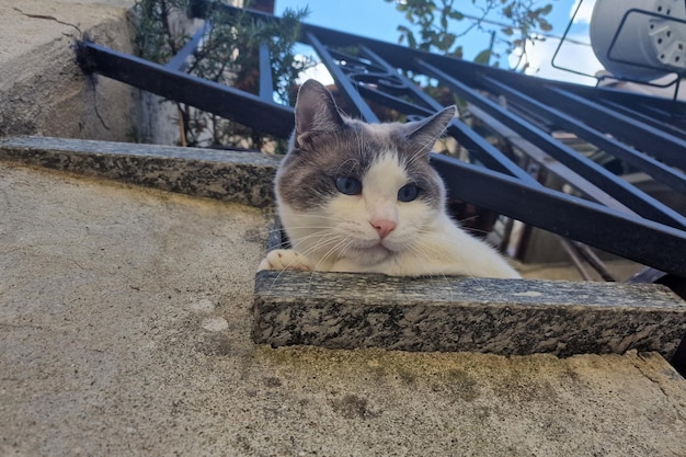 Chat se penchant du balcon de la maison