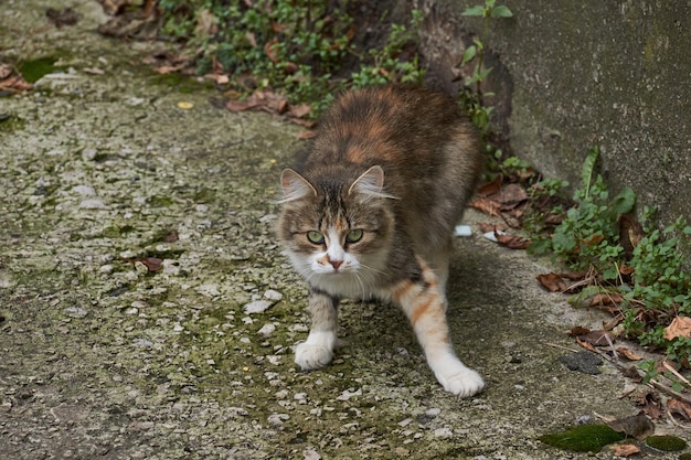 Le chat se promène dans la cour de la maison. Fin de l'automne. novembre 2021.