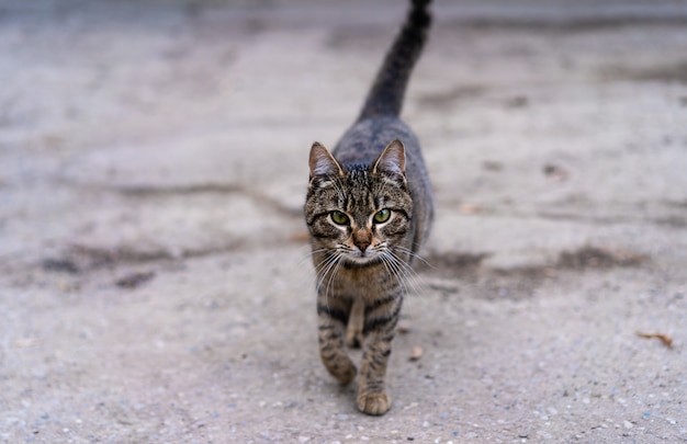 Chat se promène le long de la route