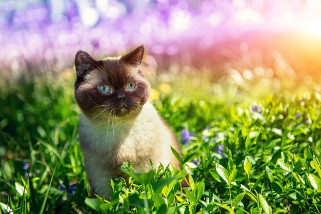 Le chat se repose dans les fleurs de pervenche en été