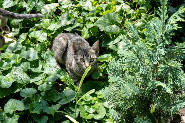 Le chat se repose dans le jardin sur un fond de vert