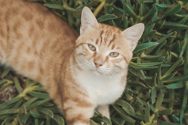 Le chat se repose par une journée ensoleillée en été les chats des rues dans la nature photo de haute qualité