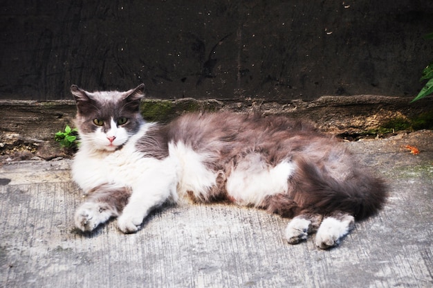 Le chat se repose sur le sol. Chat gris-blanc dans une rue de la ville.