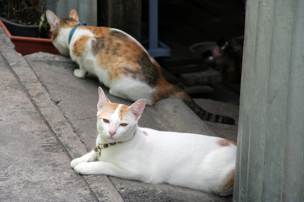 Le chat se retourna et regarda