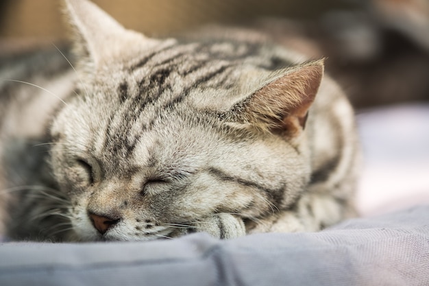 Chat se sentir détendu sur le tapis