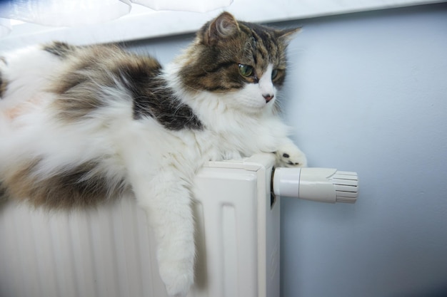 Le chat se trouve sur la batterie par une journée froide en haute qualité