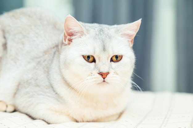 Le chat se trouve sur le lit British shorthair chat argenté dans un intérieur de maison