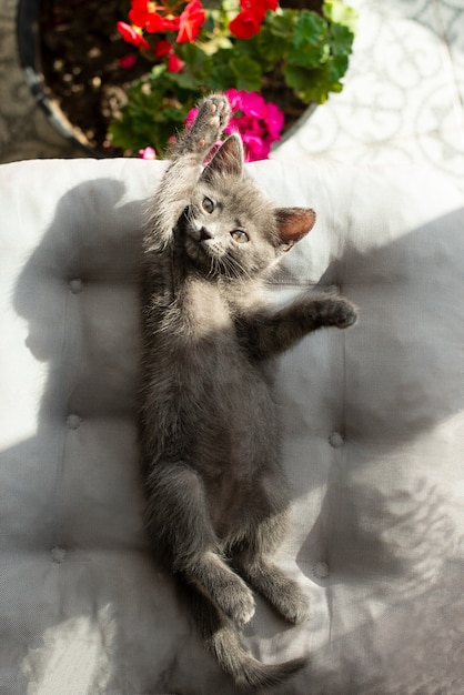 Le chat se trouve sur un oreiller qui s'étend au soleil