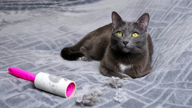 Le chat se trouve près des poils froissés et du rouleau d'élimination des peluches sale