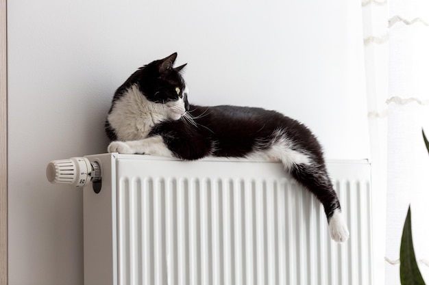 Le chat se trouve sur le radiateur de chauffage et regarde par la fenêtre.