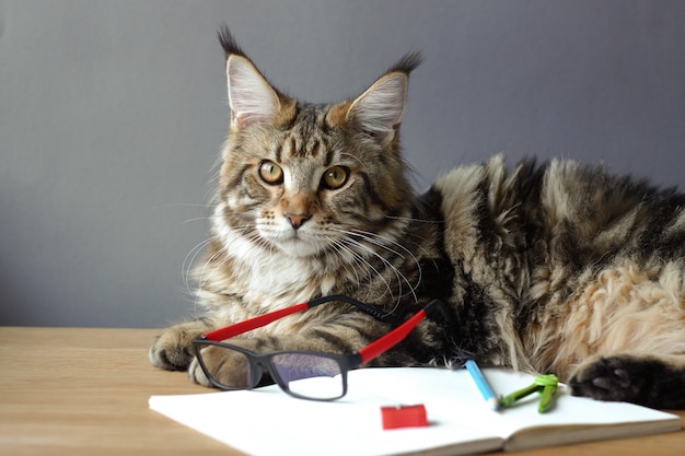 Photo chat se trouve sur une table en bois avec un cahier ouvert et des lunettes