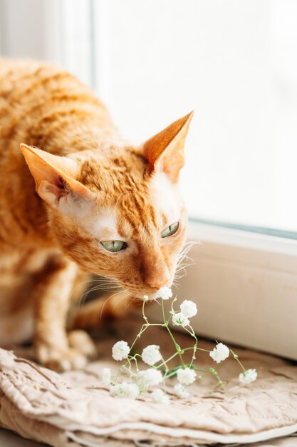 Chat sentant les fleurs