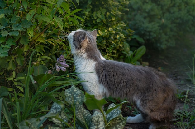 Chat sentant l'herbe parmi les fleurs épanouies Kitty reniflant la fleur Chat sentant la fleur aromatique