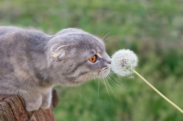 Chat sentant un pissenlit dans un champ