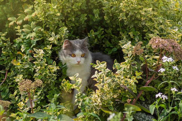 Chat sur le sentier sur fond de jardin vert d'été