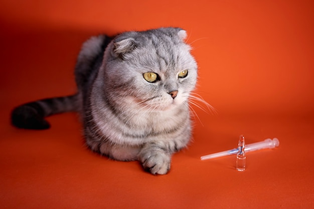 chat et seringue médicale sur mur orange