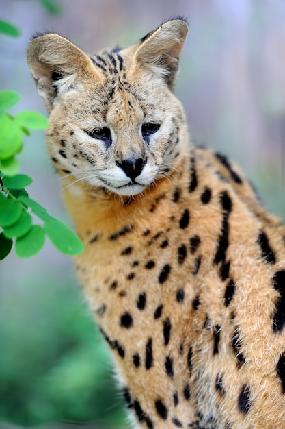 Chat Serval Felis Serval marchant dans le milieu naturel