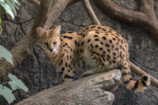 Un chat Serval grimper sur un tronc d'arbre