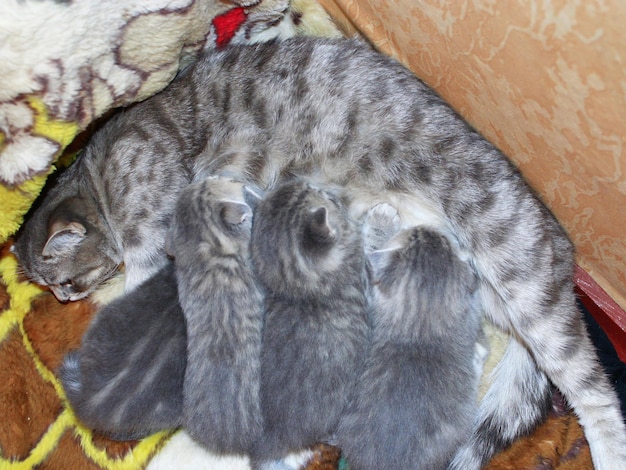 un chat et ses chatons nouveau-nés de race écossaise