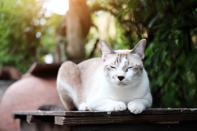 Chat Siam s&#39;asseoir sur une table en bois