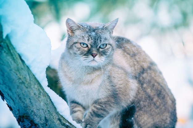 Chat siamois assis sur l'arbre enneigé en hiver