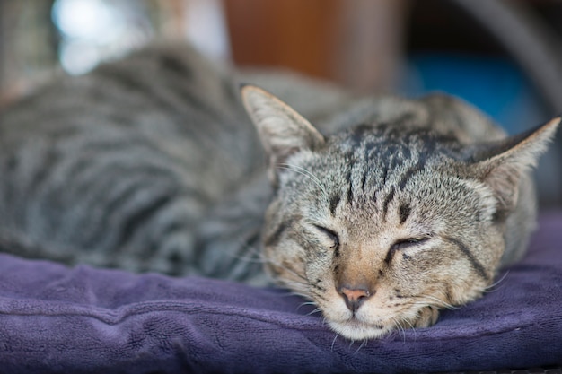 Chat siamois endormi sur une chaise sous le soleil