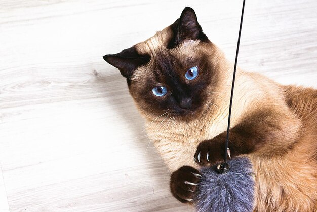 Chat siamois jouant avec une souris sur le fond en bois