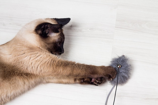 Chat siamois jouant avec une souris