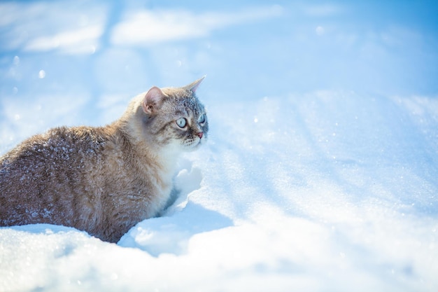 Le chat siamois mignon marche en neige profonde dans le jardin d'hiver