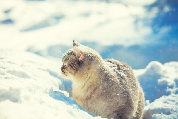Le chat siamois mignon marche en neige profonde dans le jardin d'hiver