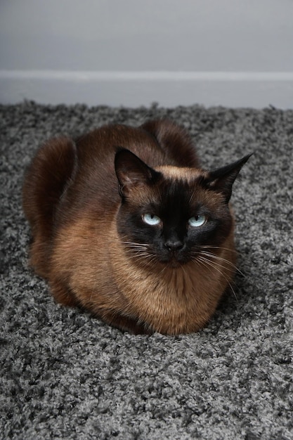 Chat siamois se reposant sur un tapis