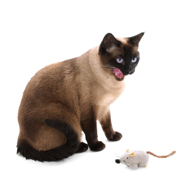 Chat siamois avec souris jouet