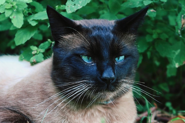 Photo le chat siamois