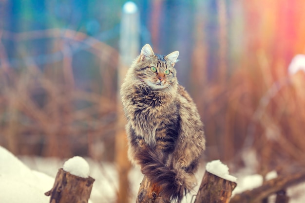 Chat sibérien assis sur un poteau en bois en hiver