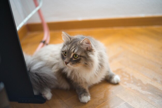 Un chat sibérien assis sur le sol Chat moelleux Chat hypoallergénique