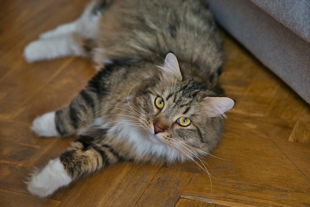 Photo chat sibérien aux cheveux longs et aux grands yeux jaunes. journée de farniente à la maison avec les animaux de compagnie. chat hypoallergénique