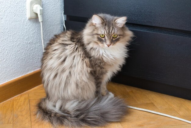 Un chat sibérien est assis sur un bureau et regarde la caméra Fluffy Cat Hypoallergenic Cat