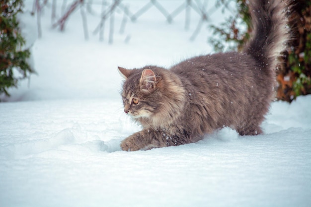 Le chat sibérien marche dehors dans la neige dans le jardin d'hiver