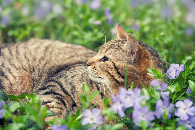 Chat sibérien mignon se trouvant sur la pelouse de pervenche