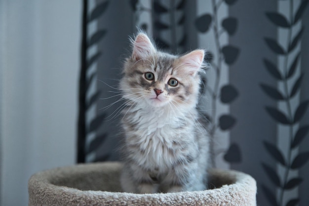 Chat sibérien sur son griffoir avec un joli look