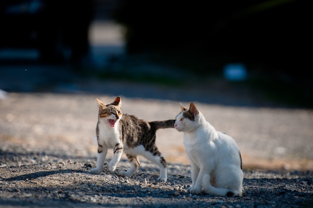 Un chat siffle à l'autre chat.