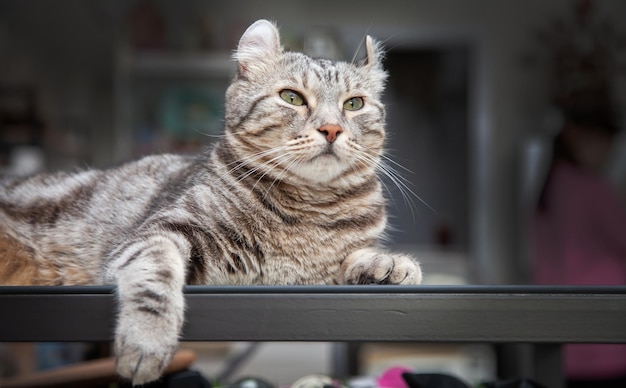 Chat Silver tabby couleur Quelles oreilles, rouler mignon chaton gingembre dans l'animal pelucheux Poses confortablement est heureux. La race de chat est issue d'un éleveur de chats American Curl et American Short Hair.