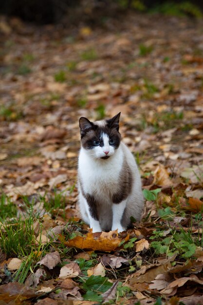 Le chat solitaire est assis sur les feuilles en automne.