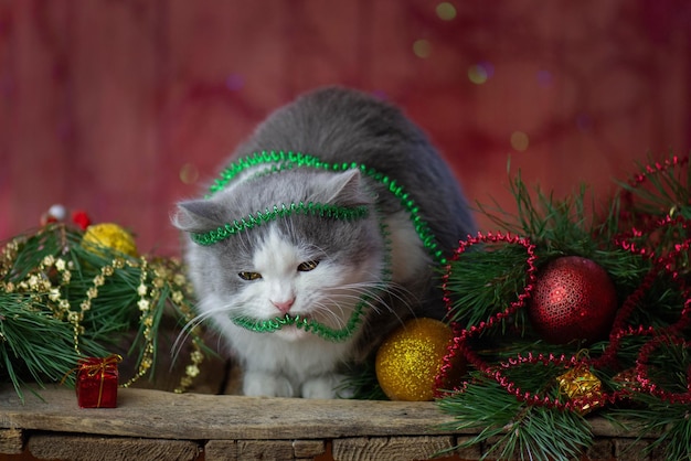 Chat sous un arbre de Noël Bonne fête avec des jouets de Noël et un chat