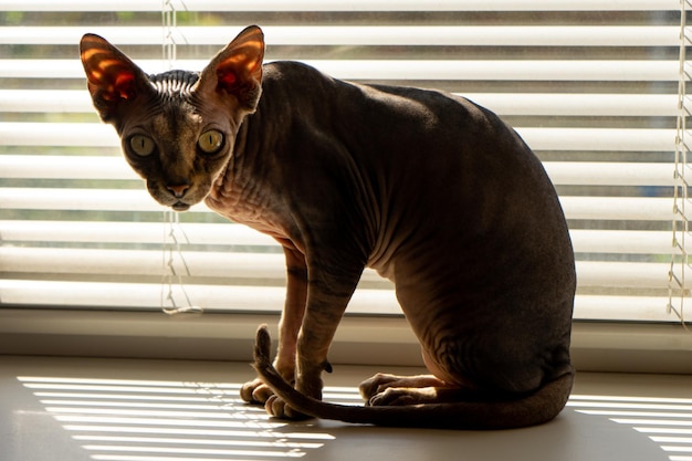 Chat sphinx brun sans poils sur le rebord de la fenêtre