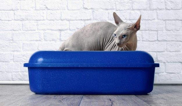 Photo un chat sphinx dans un récipient bleu sur un sol en bois dur